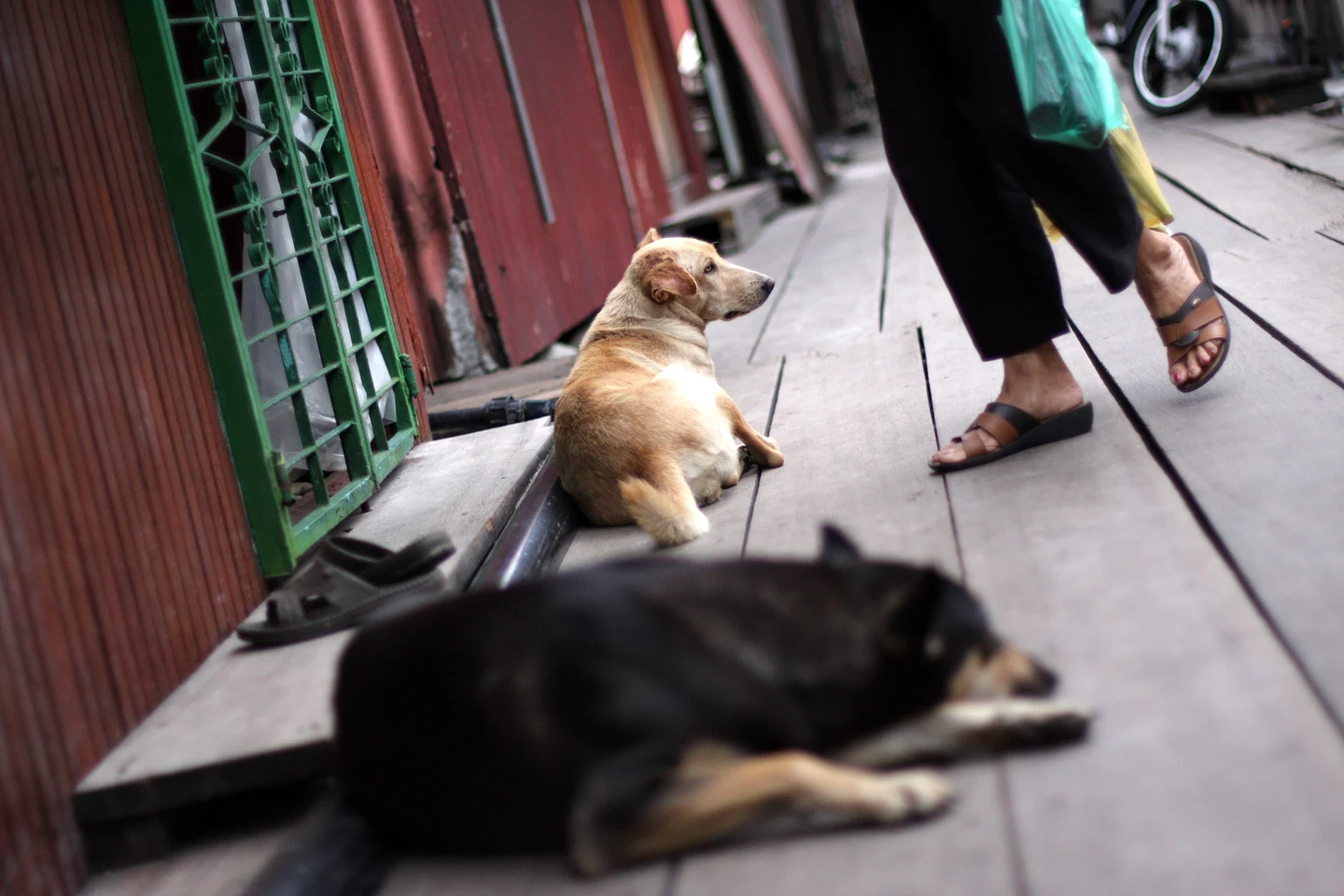 Two dogs resting beside doorways on a Chew Jetty timber walkway as a person passes, photographed in December 2010